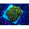WYSIWYG - Zoanthus Mariculture Indo Acclimaté sous led