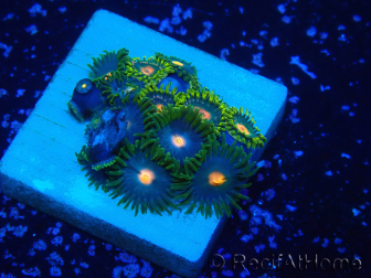 WYSIWYG - Zoanthus Mariculture Indo Acclimated under LED