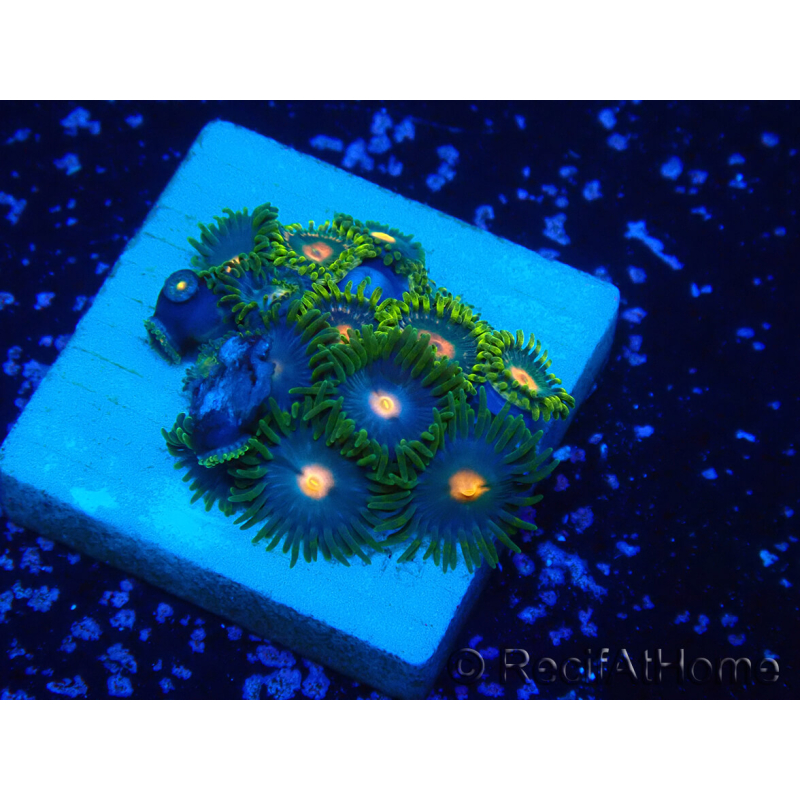 WYSIWYG - Zoanthus Mariculture Indo Acclimaté sous led