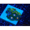 WYSIWYG - Zoanthus Mariculture Indo Acclimaté sous led