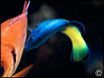 Labroides bicolor