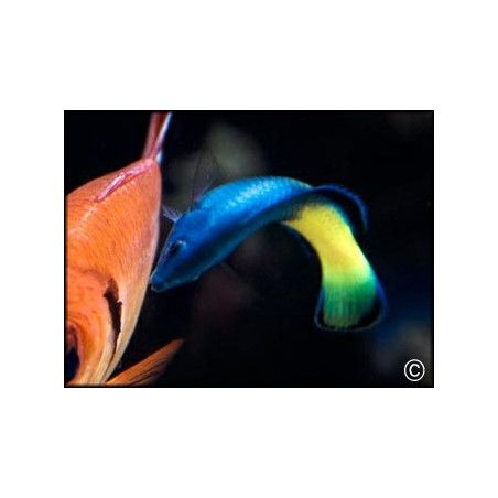 Labroides bicolor