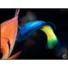Labroides bicolor