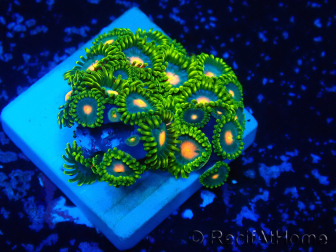 WYSIWYG - Zoanthus Mariculture Indo Acclimaté sous led
