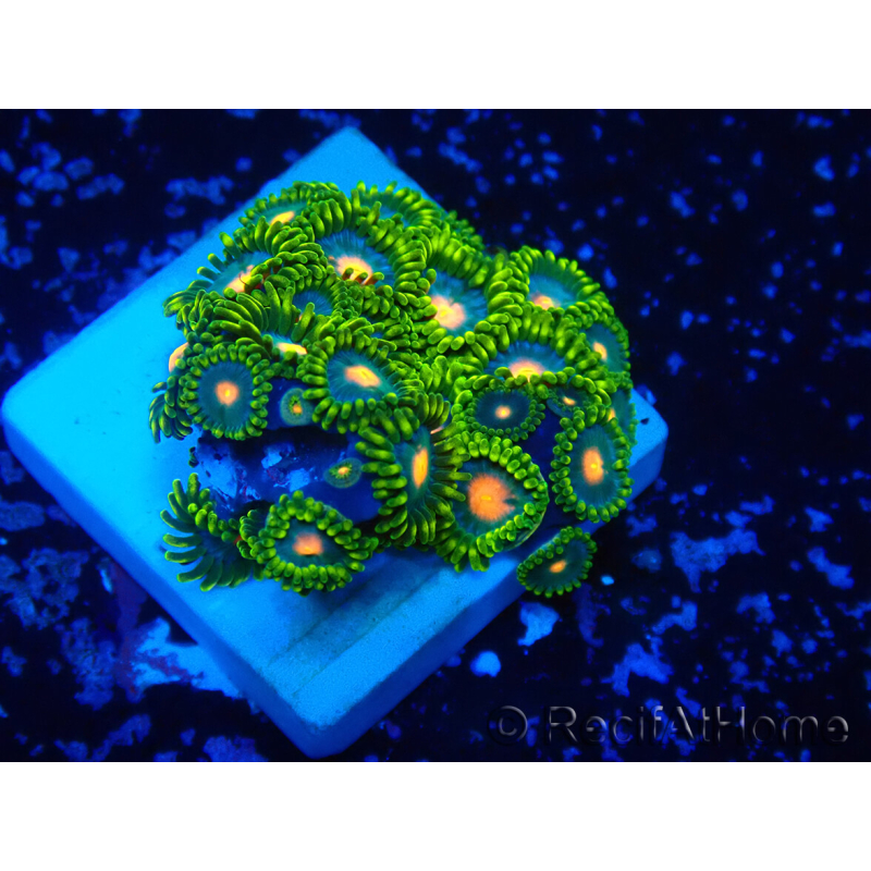 WYSIWYG - Zoanthus Maricultura Indo Aclimatado bajo LED