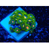 WYSIWYG - Zoanthus Mariculture Indo Acclimated under LED