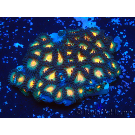 WYSIWYG - Zoanthus 14M3 Mariculture Indo Acclimaté sous led