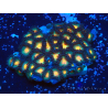 WYSIWYG - Zoanthus Indo Mariculture Acclimated under LED.
