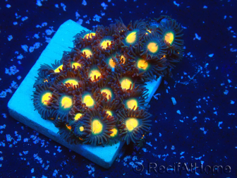 WYSIWYG - Zoanthus 14M4 Mariculture Indo Acclimaté sous led