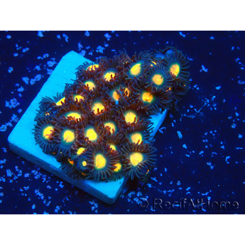 WYSIWYG - Zoanthus Maricultura Indo Acclimatato sotto led