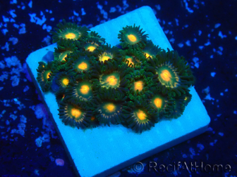 WYSIWYG - Zoanthus Maricultura Indo Aclimatado bajo led