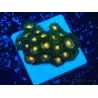 WYSIWYG - Zoanthus Mariculture Indo Acclimated under LED
