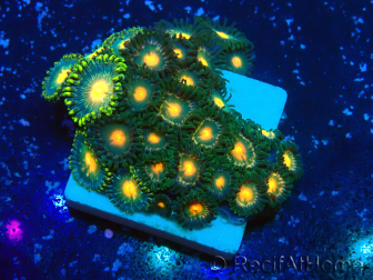 WYSIWYG - Zoanthus 14M6 Mariculture Indo Acclimaté sous led