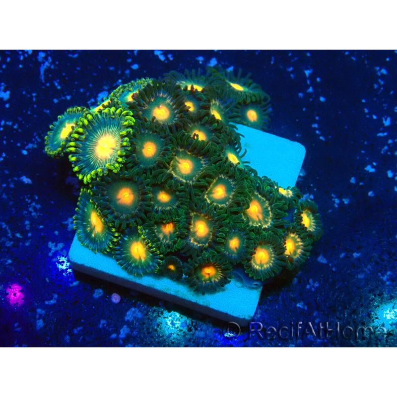 WYSIWYG - Zoanthus Mariculture Indo Acclimated under LED