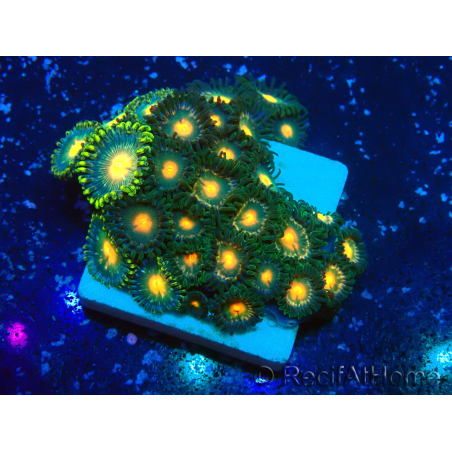 WYSIWYG - Zoanthus 14M6 Mariculture Indo Acclimaté sous led