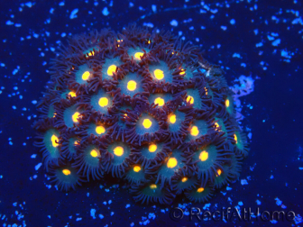 WYSIWYG - ZoanthusMariculture Indo Acclimaté sous led