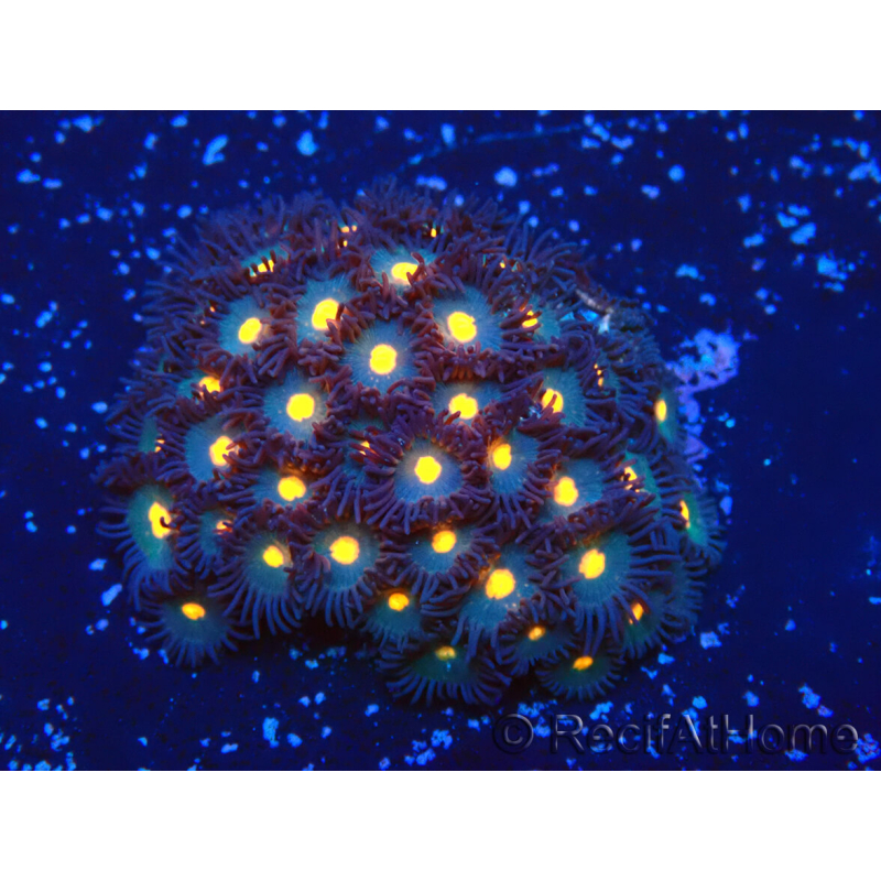 WYSIWYG - Zoanthus14N1 Mariculture Indo Acclimaté sous led
