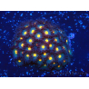WYSIWYG - ZoanthusMariculture Indo Acclimaté sous led