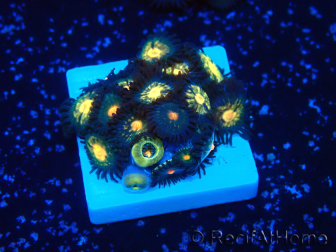 WYSIWYG - Zoanthus Mariculture Indo Acclimated under LED