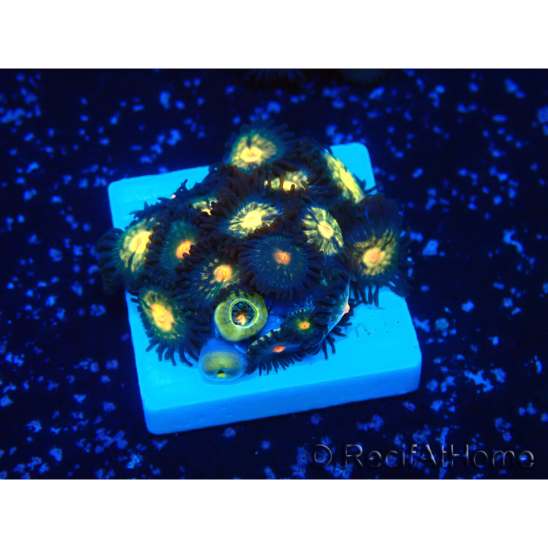 WYSIWYG - Zoanthus Mariculture Indo Acclimaté sous led