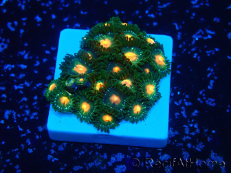 WYSIWYG - Zoanthus Maricultura Indo Aclimatado bajo led