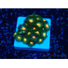 WYSIWYG - Zoanthus 14N3 Mariculture Indo Acclimaté sous led