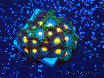 WYSIWYG - Zoanthus Mariculture Indo Acclimaté sous led