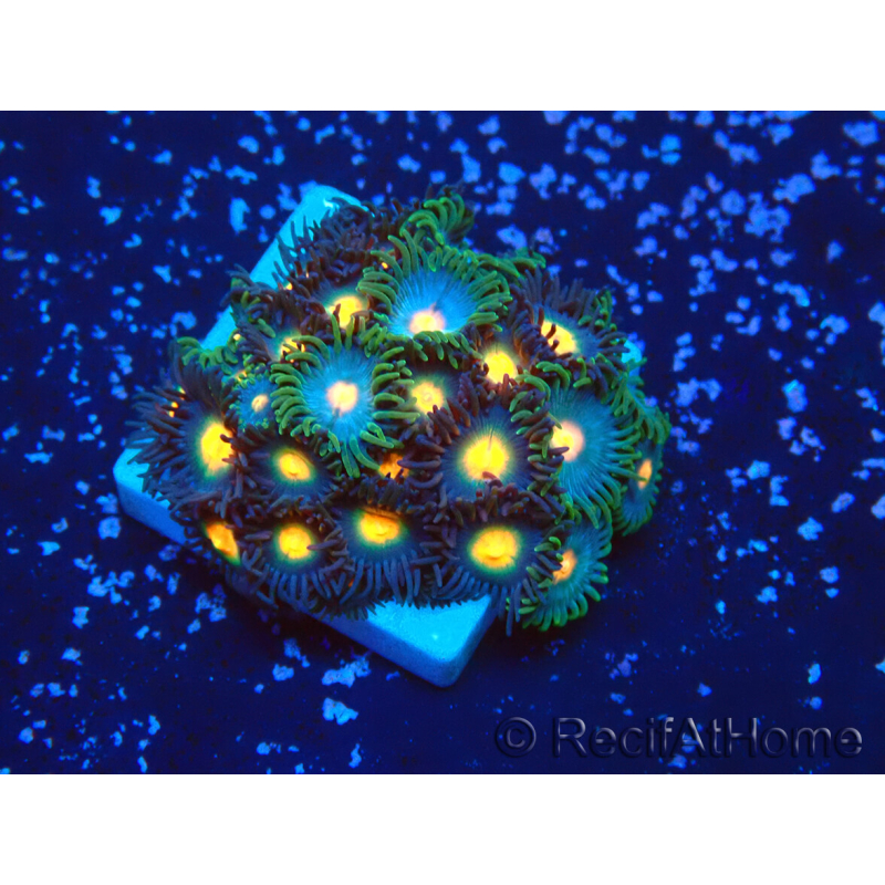 WYSIWYG - Zoanthus Mariculture Indo Acclimated under LED
