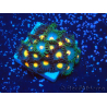 WYSIWYG - Zoanthus 14N4 Mariculture Indo Acclimaté sous led
