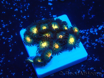 WYSIWYG - ZoanthusMariculture Indo Acclimated under LED