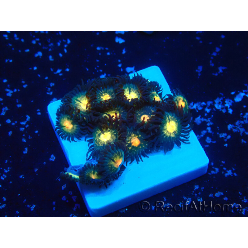 WYSIWYG - ZoanthusMaricultura Indo Aclimatado bajo LED.