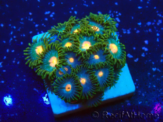 WYSIWYG - ZoanthusMarikultur Indo Akklimatisiert unter LED