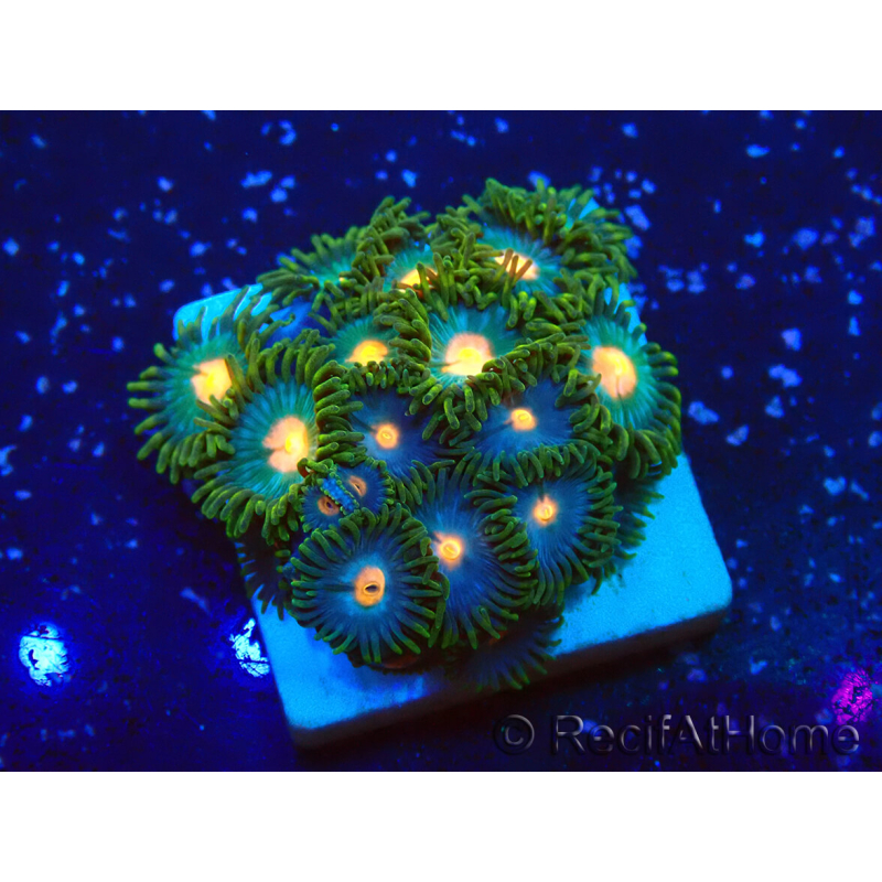 WYSIWYG - ZoanthusIndo Mariculture Acclimated under LED