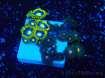 WYSIWYG - Zoanthus 14O1 Mariculture Indo Acclimaté sous led
