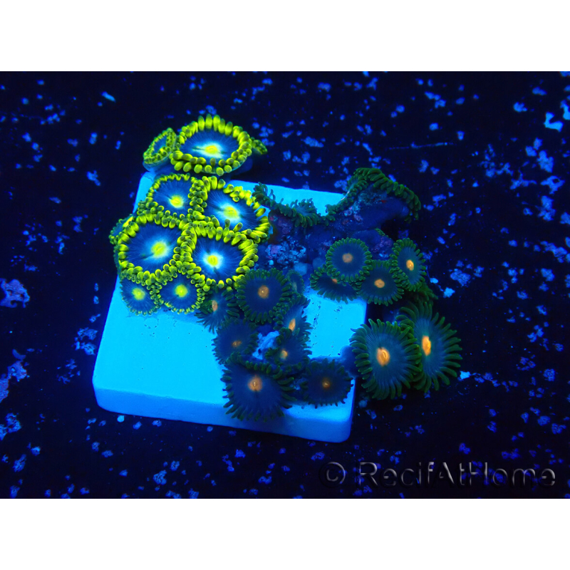 WYSIWYG - Zoanthus 14O1 Mariculture Indo Acclimaté sous led