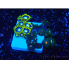 WYSIWYG - Zoanthus 14O1 Mariculture Indo Acclimaté sous led
