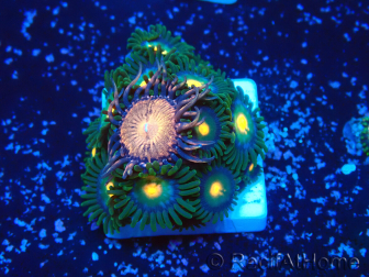 WYSIWYG - ZoanthusMariculture Indo Acclimaté sous led