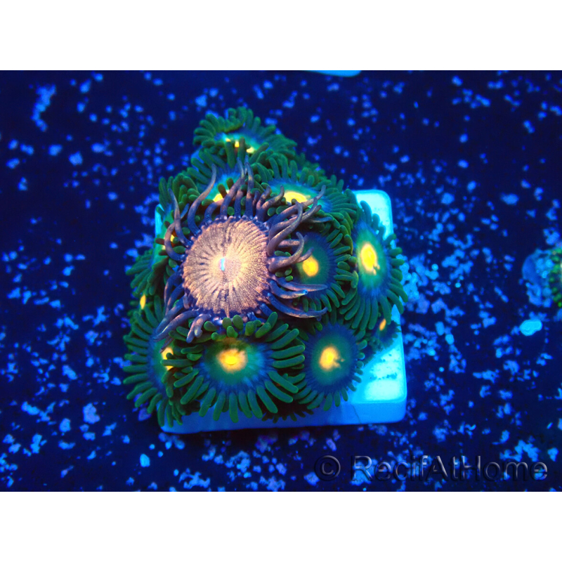 WYSIWYG - ZoanthusMarikultur Indo Akklimatisiert unter LED