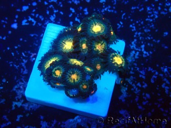 WYSIWYG - Zoanthus 14O3 Mariculture Indo Acclimaté sous led