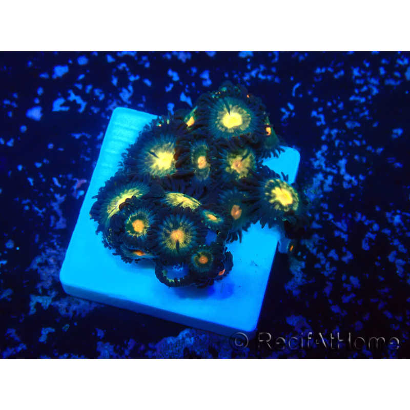 WYSIWYG - ZoanthusMarikultur Indo unter LED akklimatisiert