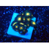 WYSIWYG - ZoanthusMariculture Indo Acclimaté sous led
