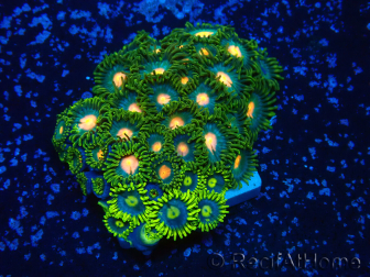 WYSIWYG - ZoanthusMarikultur Indo Akklimatisiert unter LED