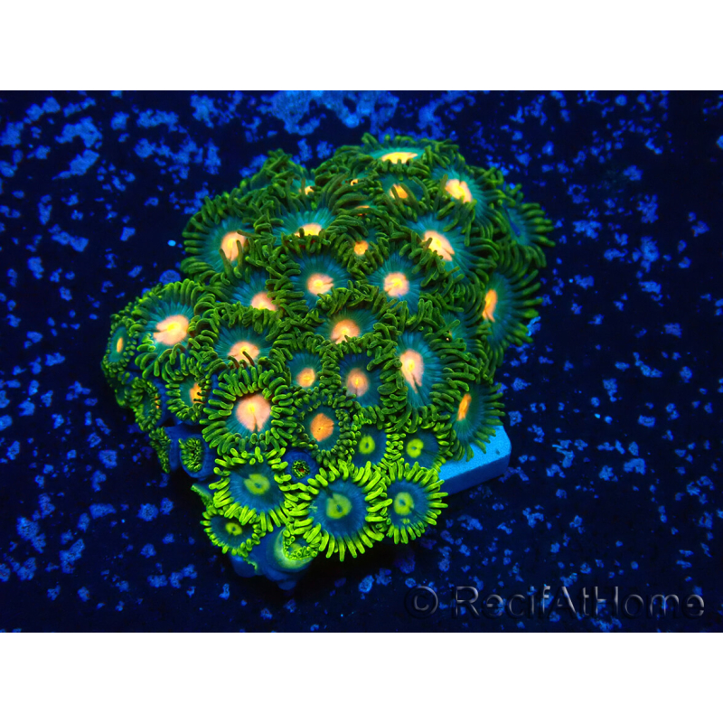 WYSIWYG - ZoanthusMaricultura Indo Aclimatado bajo led