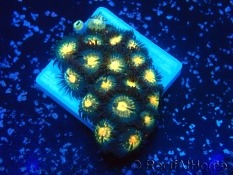 WYSIWYG - ZoanthusMaricultura Indo Aclimatado bajo led