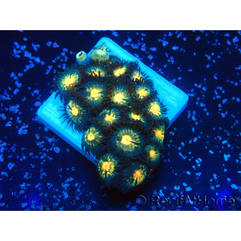 WYSIWYG - ZoanthusMarikultur Indo Akklimatisiert unter LED