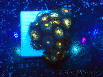 WYSIWYG - ZoanthusMarikultur Indo Akklimatisiert unter LED