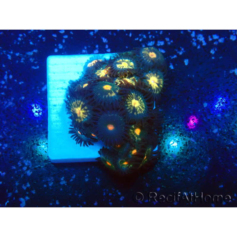 WYSIWYG - ZoanthusMariculture Indo Acclimated under LED