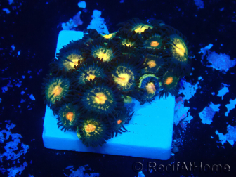 WYSIWYG - Zoanthus 14P1 Mariculture Indo Acclimaté sous led