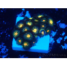 WYSIWYG - Zoanthus Maricultura Indo Acclimatato sotto led