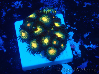 WYSIWYG - Zoanthus Maricultura Indo Aclimatado bajo led